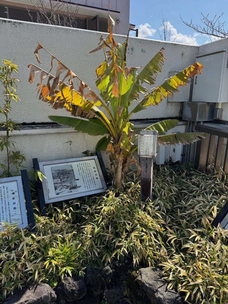 A photograph of a small, broad-leafed bashō (that is, inedible banana) tree in the Bashō Memorial Garden.