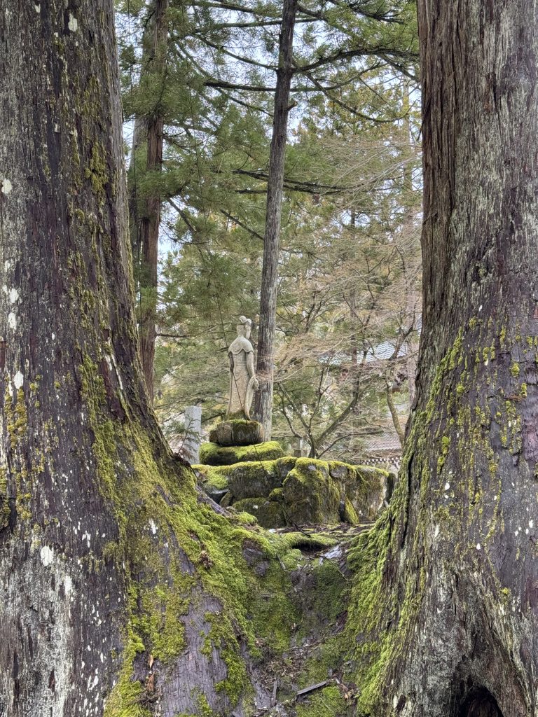 Image shows two immense cedar trees side by side with a stone statue showing between them
